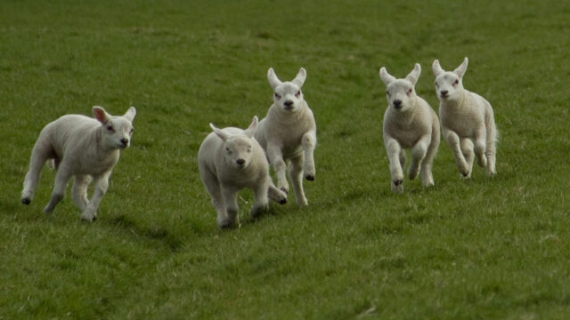 Schaap en mens hebben al eeuwenlang een relatie