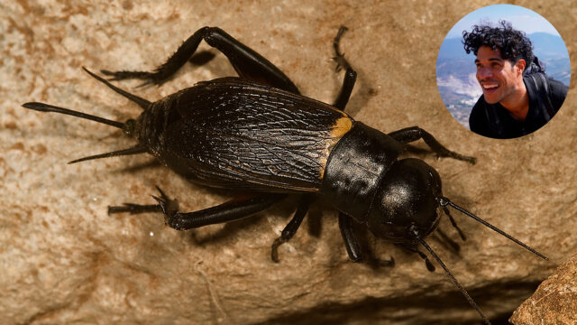 Veldkrekel mag zich het ‘Insect van het Jaar' van 2024 noemen