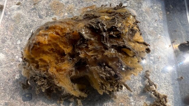 Vlokreeft is exoot in Oosterschelde en heeft enorme impact op natuur