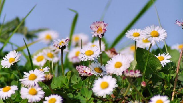 Onze nationale bloem, het madeliefje, is vereeuwigd in een prachtig kunstwerk!