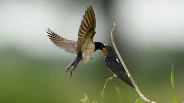 Vogels dienen als inspiratie voor vliegtuigen, voedselconsumptie én verpakkingen