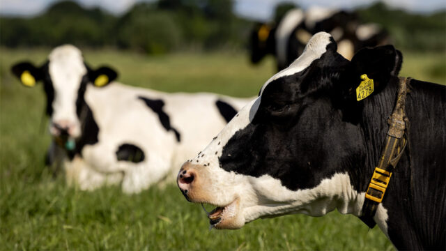 Domper voor natuurvriendelijke boeren in Gelderland