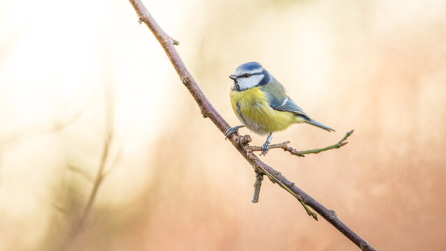 Vogels in de lente en zomer: voeren of niet?