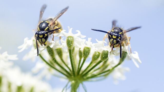 Wespen in de tuin: dit zijn de voordelen