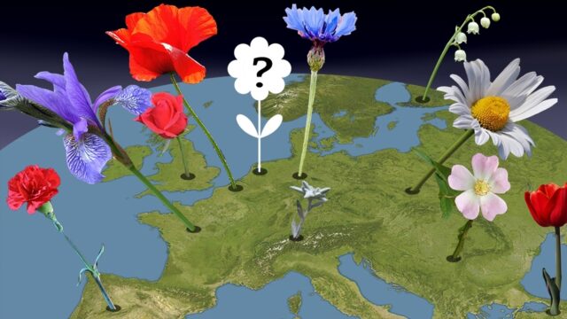 Wat wordt de Nationale Bloem?