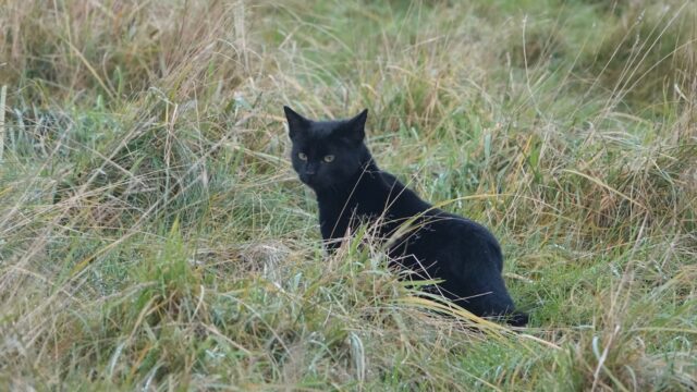 Katten bedreigen op de grond broedende vogels op Texel