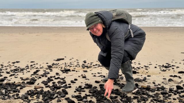 Lege huls van papierkokerworm is zo sterk als perkament: onze stranden liggen ermee bezaaid