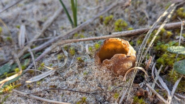 Paddenstoelen vind je nu het beste in de duinen!