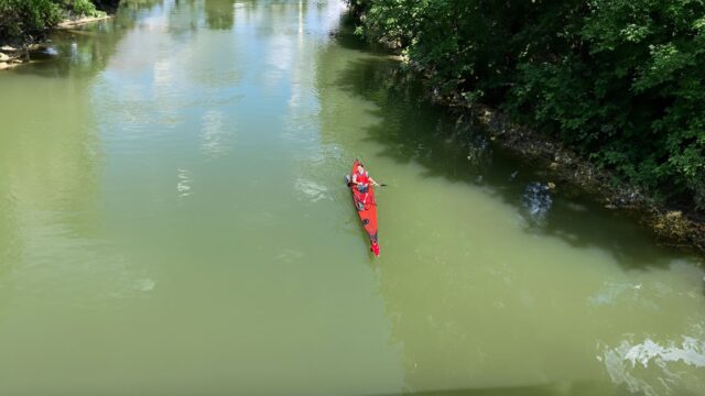 Donau afreizen om de steur te behoeden voor uitsterven