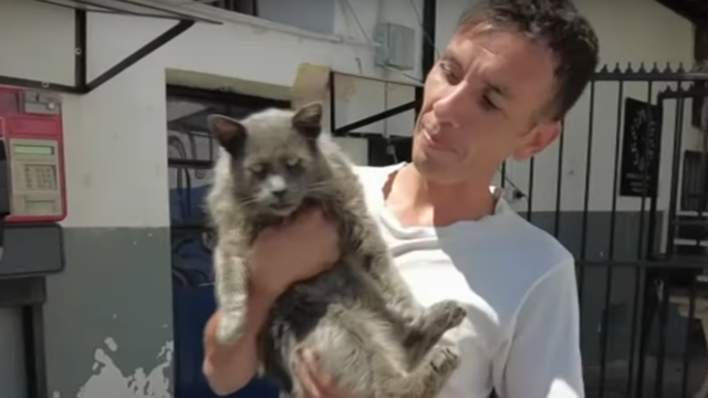 Chileense gevangenen knuffelen massaal met katten