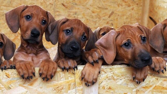 'Illegale dierenhandel steeds groter en intenser': dit onderzoeksteam gaat daar iets aan doen