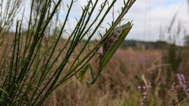 Bidsprinkhaan in Nederland: 'Ik verwacht dat het een blijver is'