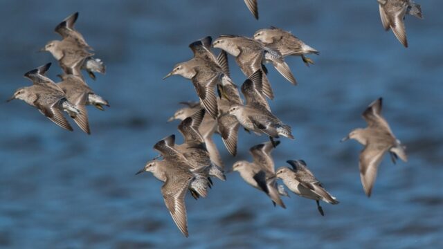 Vogeltrek is weer begonnen: welke vogels verlaten Nederland alweer?