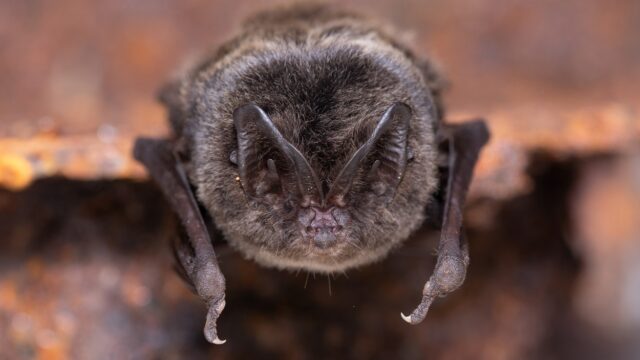 Mopsvleermuis kraamkolonie ontdekt in Nederland