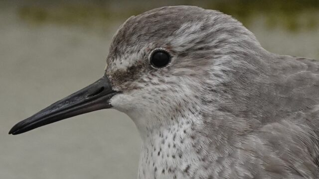 De wereld onderzoeken door de ogen van trekvogels: wetenschap is óók fascinatie