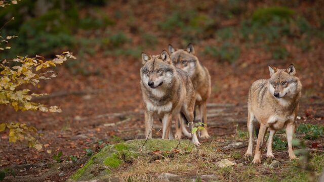 Wolf beïnvloedt Nederlandse natuur op onverwachte manier