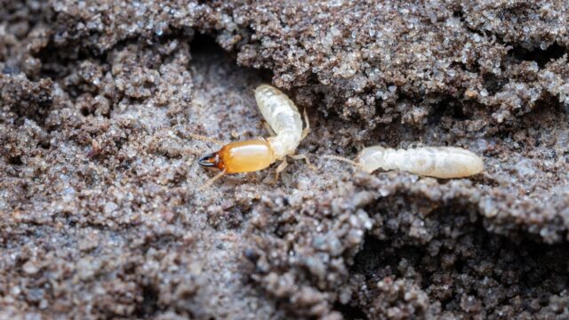Termieten in Nederland: krijgt schadelijk insect hier voet aan de grond?