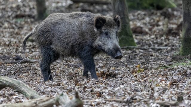 Waarom de dood belangrijk is voor de levende natuur