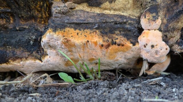 Nieuwe paddenstoel ontdekt op verrassende plek in Nederland