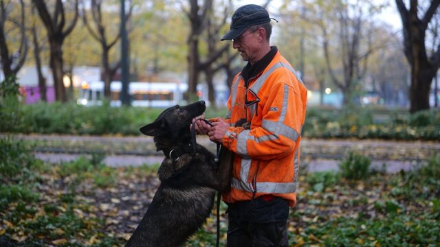 Speurhond Dora beschermt de iepen van Amsterdam