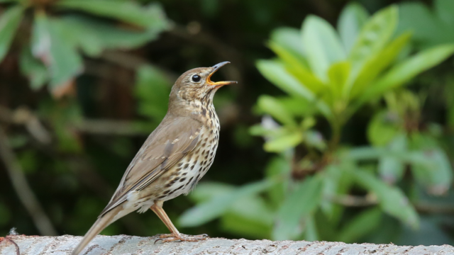 Hoogtepunt van vogelzang in volle gang: deze soorten hoor je in de stad