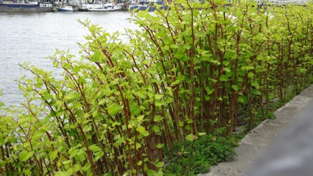 Horrorplant Japanse duizendknoop kan ook bijzonder nuttig zijn!