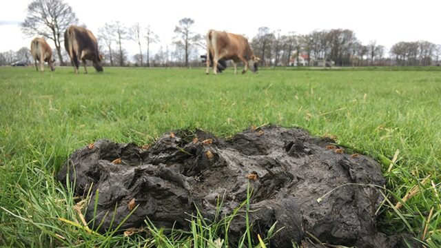 Mestvergisting als oplossing voor landbouw- én energietransitie?