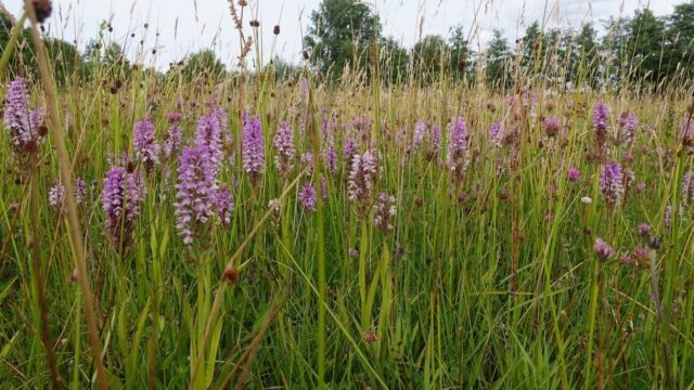 Explosie van orchideeën op Groene Grens