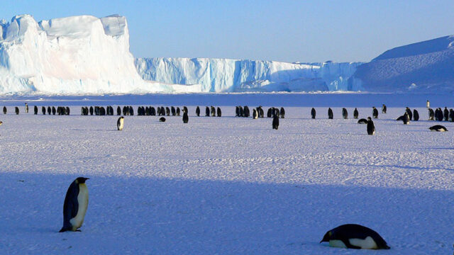 Ticket naar Antarctica: toerisme op een smeltende continent