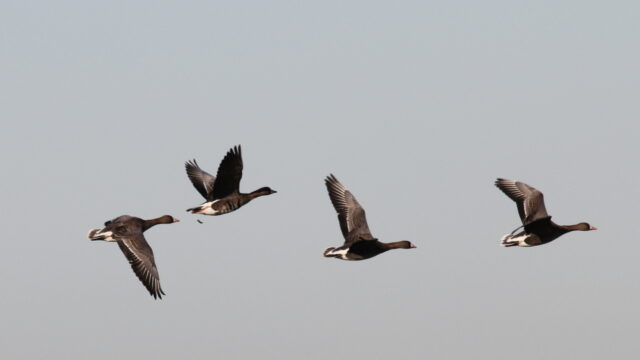Trekvogels passen zich aan aan klimaatverandering, maar hoe lang nog?