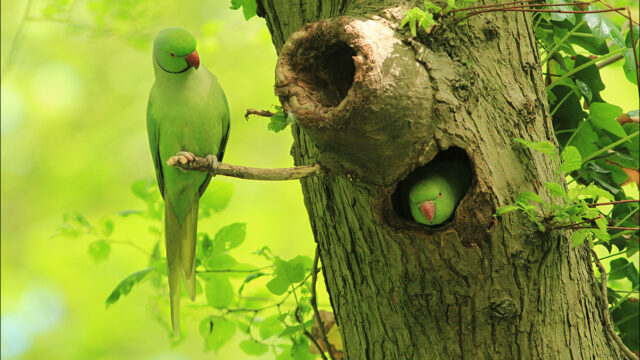 Van oernatuur naar nu: hoe de Nederlandse natuur zich aanpast aan verstedelijking