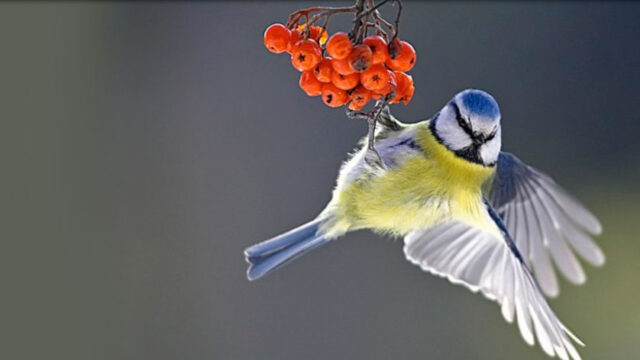 Tel mee met de Nationale Tuinvogeltelling