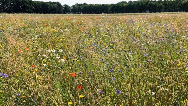 Nederland in 1600: de mens neemt het landschap over