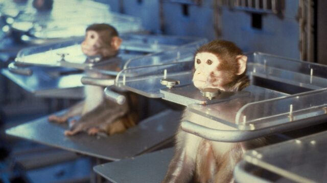 Cosa accadrebbe se vietassimo immediatamente i test sugli animali? Cosa accadrebbe se vietassimo immediatamente i test sugli animali?