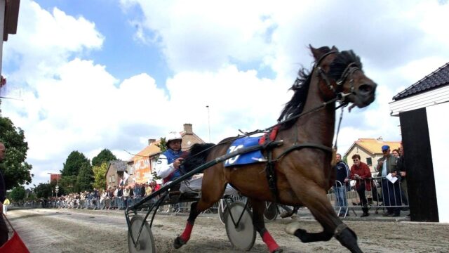 'Stop met straatraces met paarden, het is zielig'