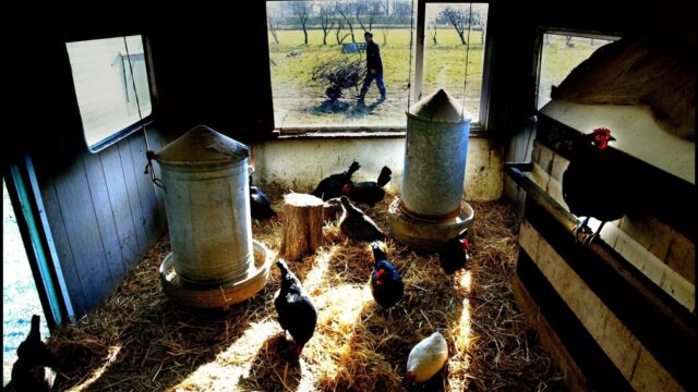 Open dag bij zorgboerderijen in Nederland