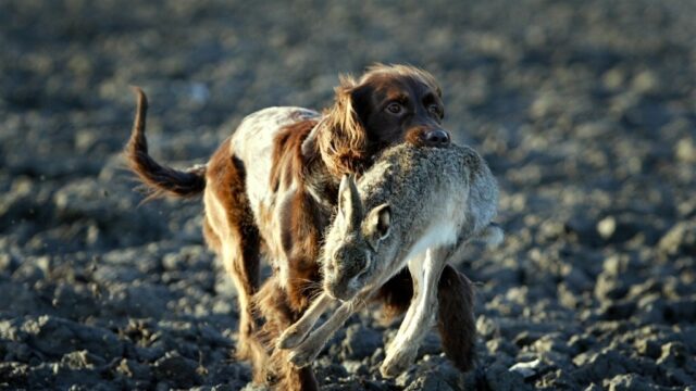 Pim en Mieke vangen jaarlijks 2000 wilde dieren op: vooral slachtoffers van katten en honden