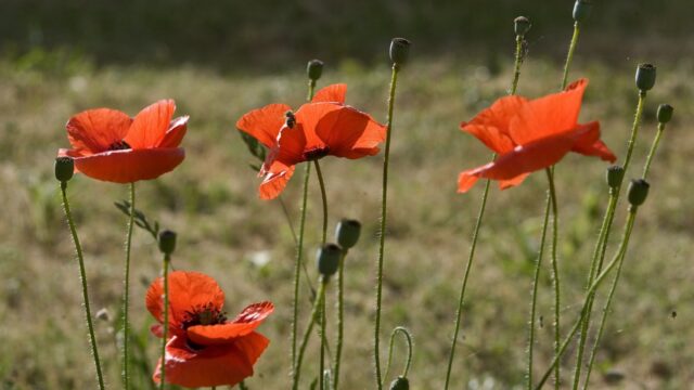 Dochter bezorgt haar zieke moeder nog één onvergetelijke laatste zomer