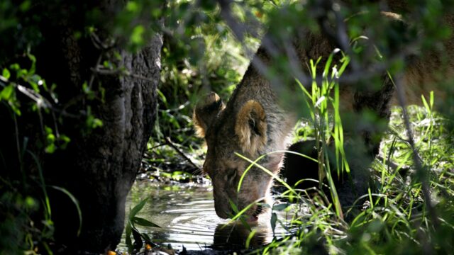 Ervaringen en herinneringen van luisteraars van Met het Oog op Morgen