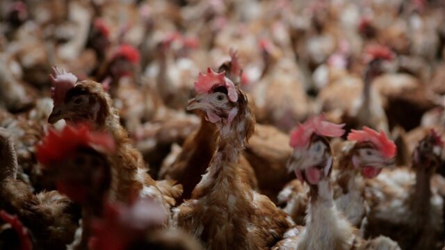 Podcast De Dag: meer megastallen - erg of niet?