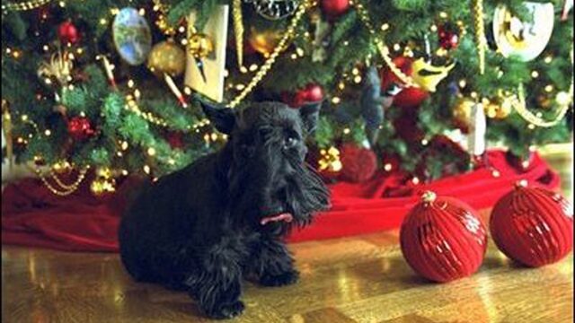 Adopteer een hond, en krijg geld toe in Italië