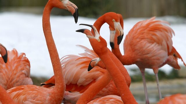 Orkaan blaast flamingo's tot aan Wisconsin: 'Hier horen ze helemaal niet thuis'