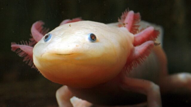 Adoptie moet Mexicaanse axolotl redden van de ondergang
