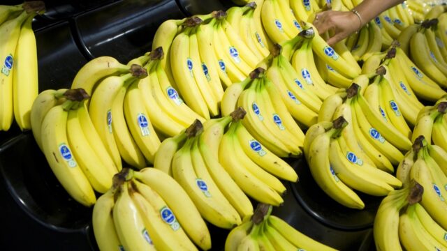 Kan het achterdeurtje dicht voor de bodemschimmel die de banaan bedreigt?