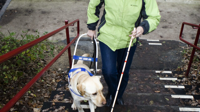 Hulphonden onmisbaar, maar tekort aan gastgezinnen: 'Die hond geeft mij mijn leven terug'
