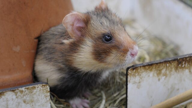 Waarom we doorgaan met redden van bedreigde korenwolf: 'Gaat om meer dan alleen de hamster'