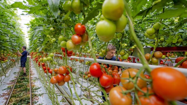 Waarom arbeidsmigranten Nederlands zouden moeten leren: 'Werkgevers moeten het betalen'