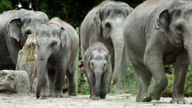 Diergaarde Blijdorp herdefinieert de dierentuin: focus op natuur en dier.