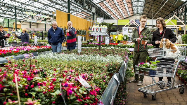 Het effect van de planten uit grote tuincentra op je tuin: 'Slecht voor biodiversiteit'