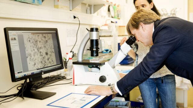 Onderzoek leert ons steeds meer over stamcellen: hoe gaat stamceltherapie in zijn werk?